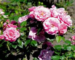 The station is credited with developing about 27 types of roses, 15 lilies, 31 apples, 33 chrysanthemums, and 57 woody ornamentals The station is credited with developing about 27 types of roses, 15 lilies, 31 apples, 33 chrysanthemums, and 57 woody ornamentals.